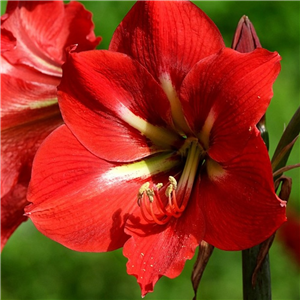 Amaryllis Potted